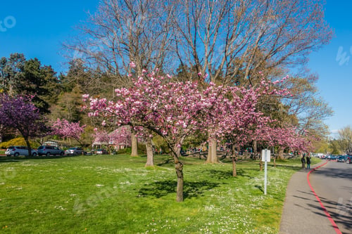 Preview: A View Of Cherry Trees In Full Bloom At Seward Park In Seattle, Washington.
