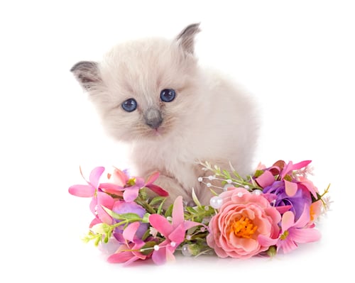 Preview: kitten birman cat in studio