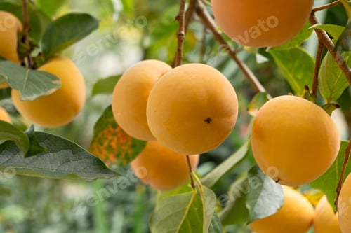 Preview: Ripe persimmon on a tree.