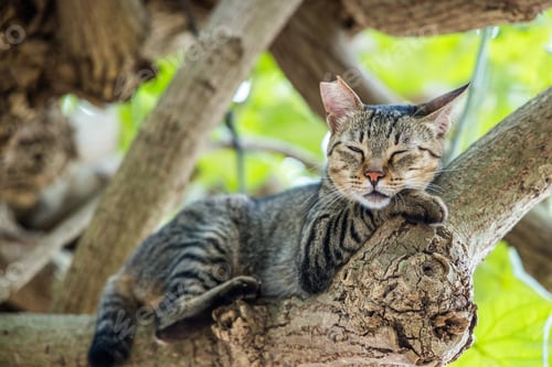 Preview: Stray cat climb up on the tree