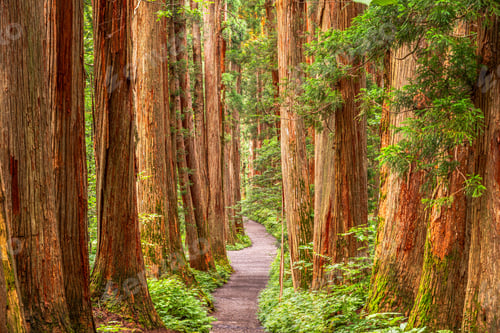 Preview: Togakushi Shrine in Nagano, Japan with the Cedar Trees