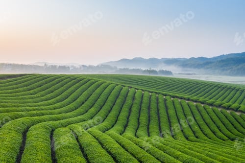Preview: tea plantation in dawn