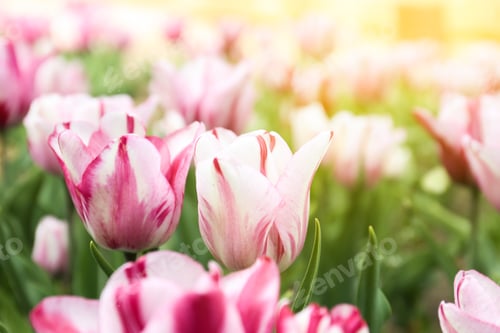 Preview: Beautiful blooming tulips outdoors on spring day