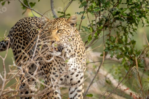 Preview: Leopard spotted in the bush in the Kruger.
