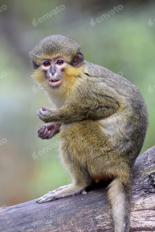Preview: the monkey Miopithecus ogouensis close up