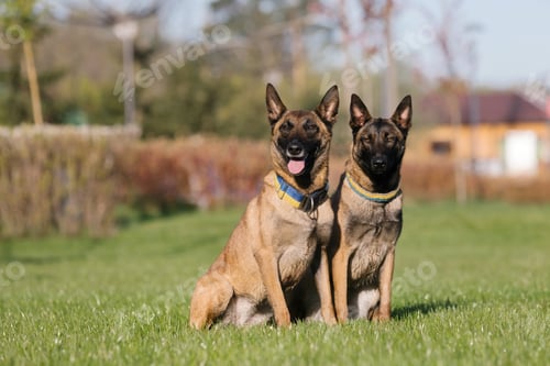 Preview: Two belgian malinois dogs sitting in a field. Police dog. Guard dog. Dog collar.