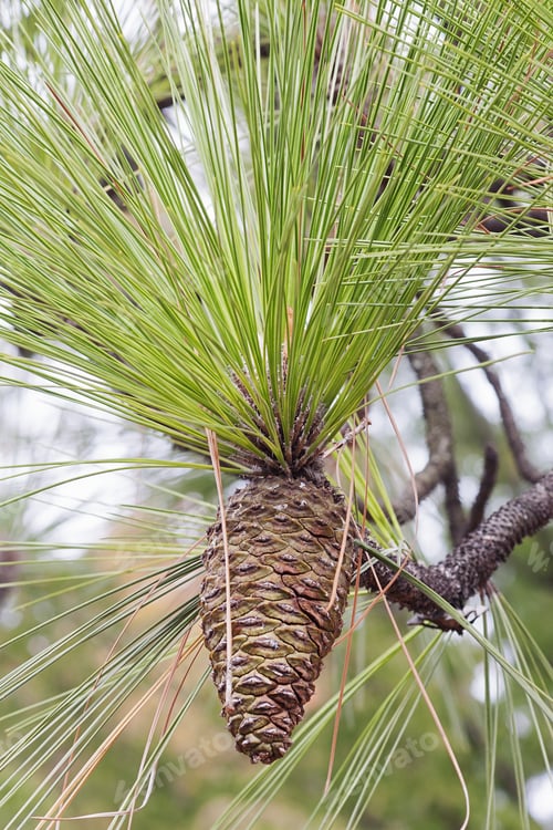 Preview: Longleaf Pine (Pinus Palustris). Called Southern Yellow Pine Also