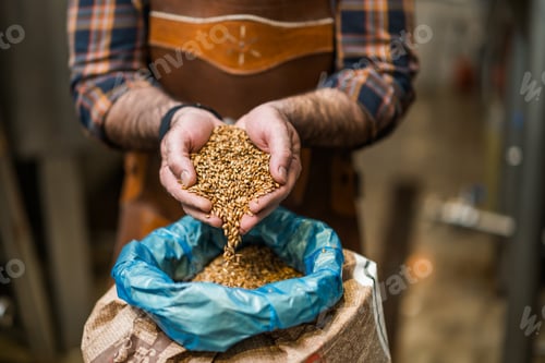 Preview: Barley seeds in brewery