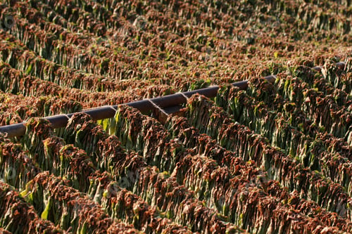 Preview: Suspended tobacco leaves