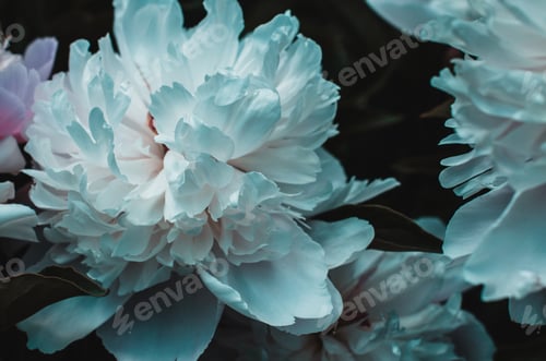 Preview: Close-up pink peonies in beautiful art processing. Bouquet of beautiful flowers peonies.