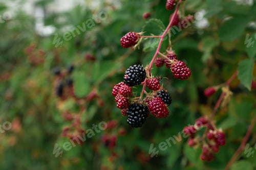 Preview: Blackberry fruit growing, ripening blackberries on branch, bramble plant in the garden