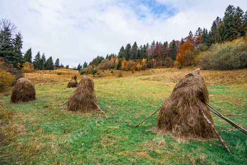 Preview: A large number of haystacks in a green meadow with cloudy weather