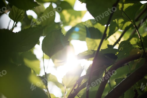 Preview: Green leaf in the nature background