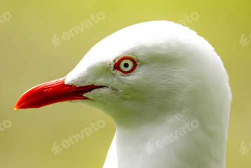 Preview: Closeup shot of a silver gull, Chroicocephalus novaehollandiae