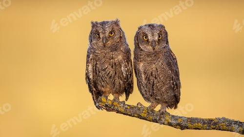Preview: Two eurasian scops owl chicks sitting on a bough with yellow moss in spring