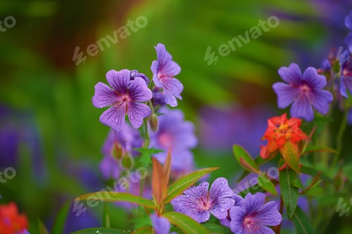 Preview: Meadow Geranium - also Geranium pratense - Johnsons Blue