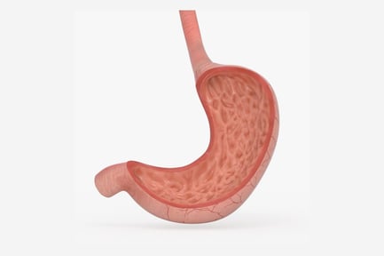 Preview: Detailed Anatomical Stomach Section