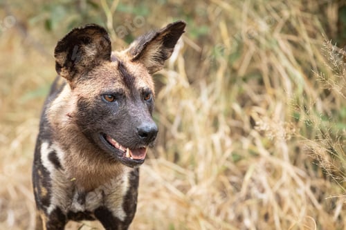 Preview: A side profile of a wild dog, Lycaon pictus.