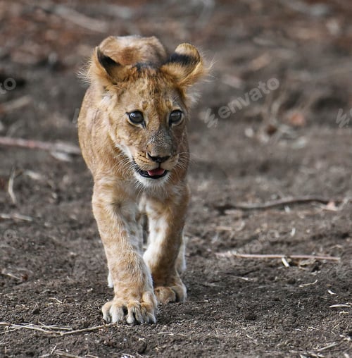 Preview: A Beautiful ZambiaWildlife picture of World
