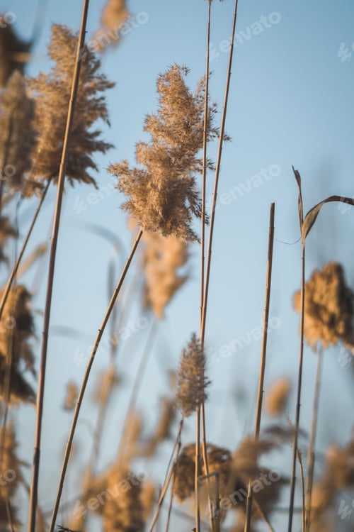 Preview: Branches of dry reed pampas grass against the blue sky at sunset