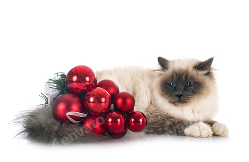 Preview: birman cat in studio