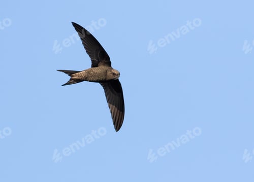 Preview: Common swift, Apus apus. A bird flies against a blue sky