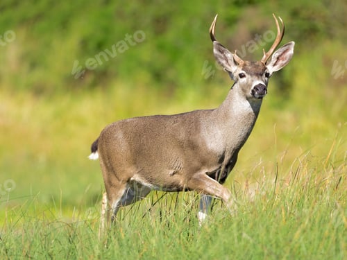 Preview: Mule deer buck (Odocoileus hemionus) in grassland, Point Reyes National Seashore, California, USA