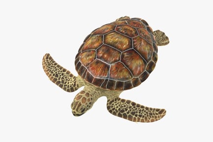 Preview: Green Sea Turtle