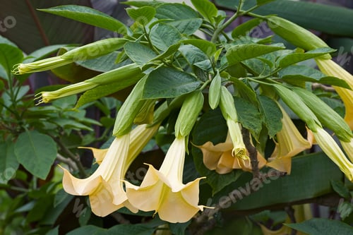Preview: Angels Trumpet (Brugmansia Arborea). Another Botanical Name Is Brugmansia X Candida