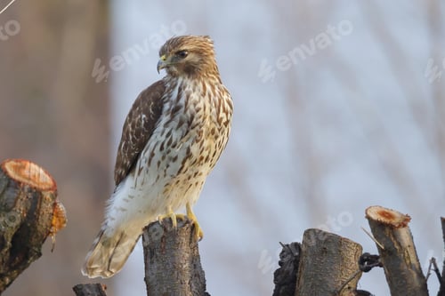 Preview: a bird sits on top of a tree stump with a fallen branch
