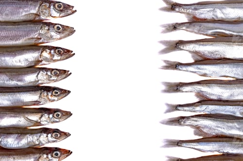 Preview: Shiny Silver Fish Heads and Tails on White