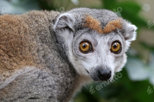 Preview: portrait of cute crowned lemur in natural habitat