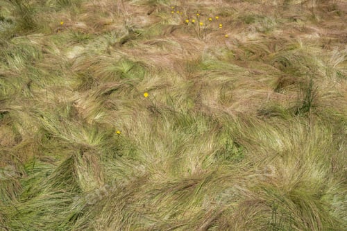 Preview: Field of windswept, wild grasses in summer, close up of long grass, overhead view.