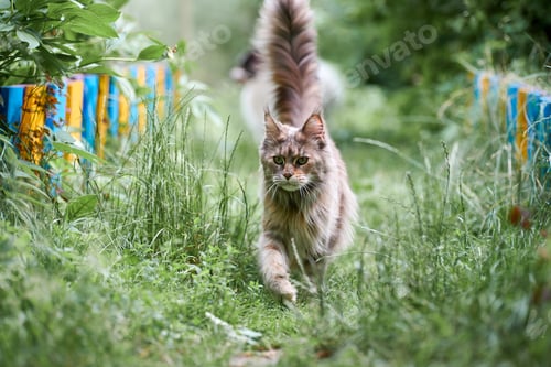 Preview: Maine coon cat in garden