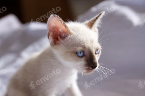 Preview: Kitten cat cute animal pet background
