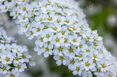 Preview: Spring background White Spirea Inflorescences close up.