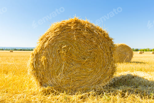 Preview: Golden Wheat Field