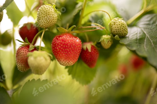 Preview: fresh unripe strawberries in the field