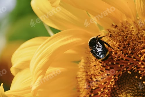 Preview: Macro shot of a bee perched atop a yellow flower.