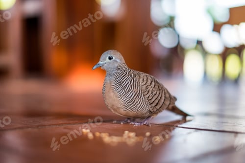 Preview: Close-up Pigeon familiar with people feeding grain on floor