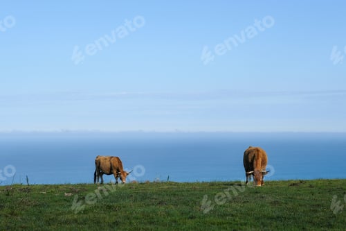 Preview: Cattle grazing on a lush green hillside overlooking the ocean on a sunny day