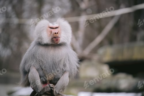 Preview: Closeup shot of a male hamadryas baboon with a beautiful silver cape and fierce eyes