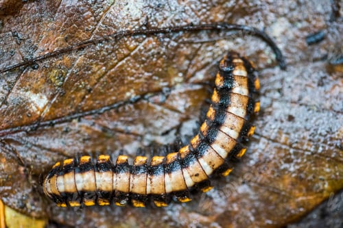Preview: Centipede in Monteverde Cloud Forest Reserve, Puntarenas, Costa Rica, Central America