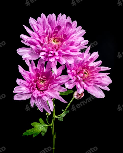 Preview: Pink Chrysanthemums on black Background