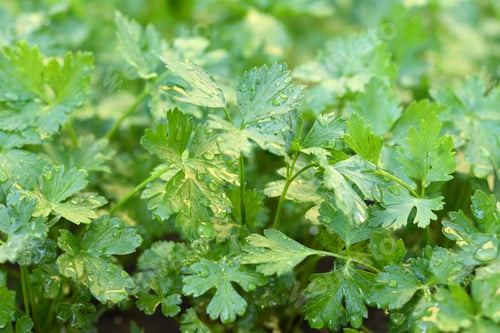 Preview: Parsley after rain in garden