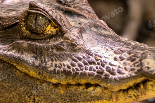 Preview: Closeup shot of an American alligator's eye.