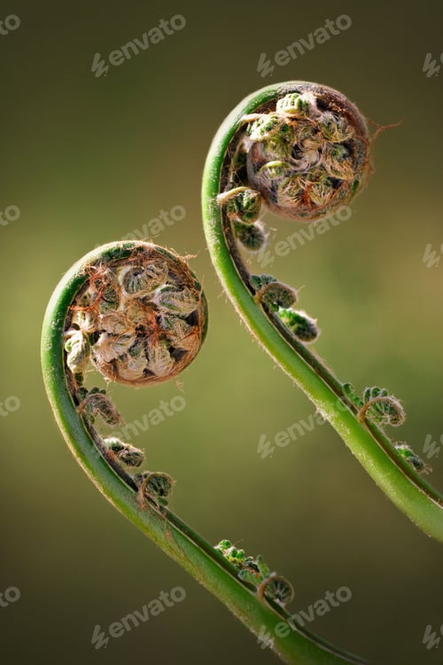 Preview: A vertical shot of two green fiddleheads on fern in spring