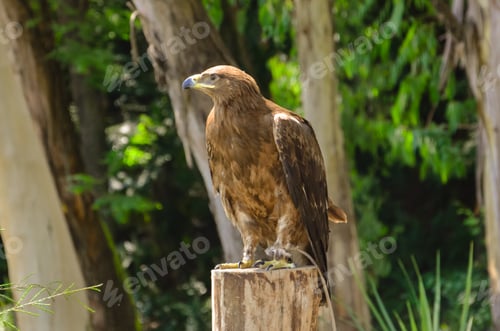 Preview: A brown eagle sits on a tree in the forest at the zoo.