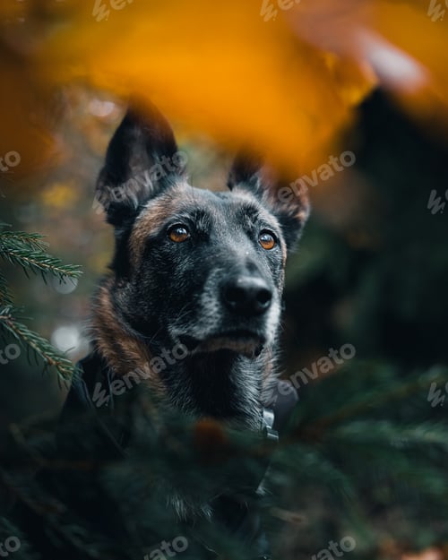 Preview: Adorable German Shepherd surrounded by the autumnal beauty of fallen leaves in the woods.