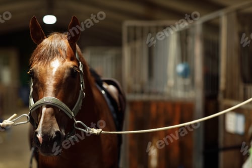 Preview: Head of horse looking over the doors in the stable